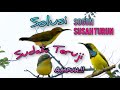 Suara Pikat Solusi Sogon Susah Turun