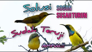 Download lagu Suara Pikat Solusi Sogon Susah Turun mp3 Download lagu Suara Pikat Solusi Sogon Susah Turun mp3