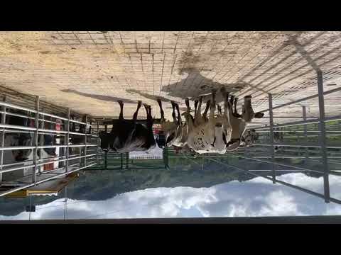 lote 43   puerto boyaca 1599 kg