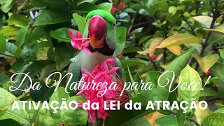 ATIVAO da LEI da ATRAO | Meditao Prosperidade Abundncia da Natureza para VOC!