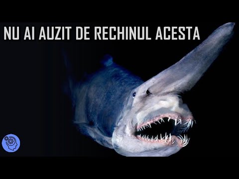 12 Cei Mai Rari RECHINI De Care NU Ai Auzit Niciodata