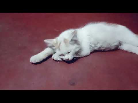 Nihal adnaner milki fener batase aramer gum