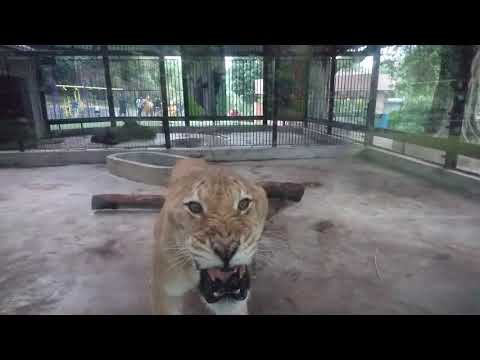 Poor Angry Liger  (Lion Tiger Hybrid - Liger)