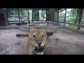 Poor Angry Liger  (Lion Tiger Hybrid - Liger)