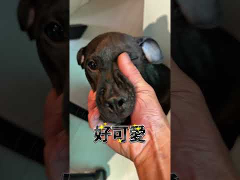 面對症狀發作的主人，黑熊反應太好笑（完全預料之中）