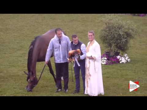 2nd Place N.134 GHAZALAT AL KHALEDIAH - Ströhen 2015 B-Show - Senior Mares Championship (Class R)