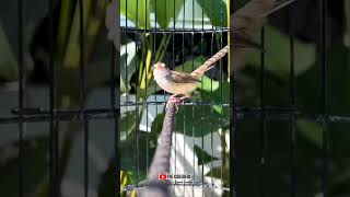 Download lagu PANCINGAN CIBLEK SAWAH KLIK-KLIK MEMANGGIL LAWAN LIAR‼️ #cibleksawah   #ciblekbren mp3