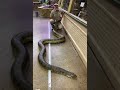 My Giant Anaconda Is Massive! 🐍 - JayPrehistoricPets My Giant Anaconda Is Massive! 🐍