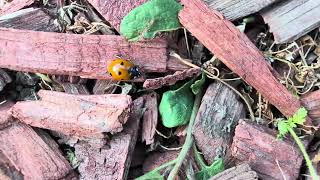 Amazing Insects - Busy Little Ladybugs