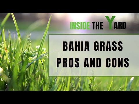 [Don't Buy Before Read] Bahia Grass Pros And Cons With Experts Guide!