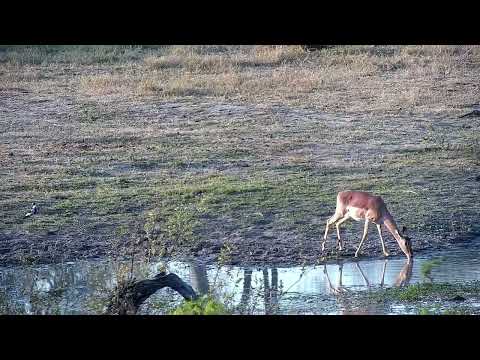 Djuma: Impala female gets a drink - 16:44 - 08/29/2022