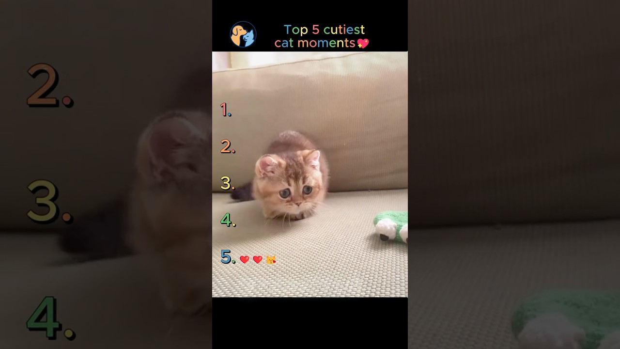 Top 5 Cutiest Cats Ever 😻✨ | You Won’t Stop Smiling!  #cat   #cute   #kitten   #funnyvideos