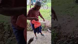 Download lagu The Bulbul Becomes an Excuse🙈🤣🤣 mp3