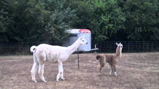 preview picture of video 'Future Carting Llamas'