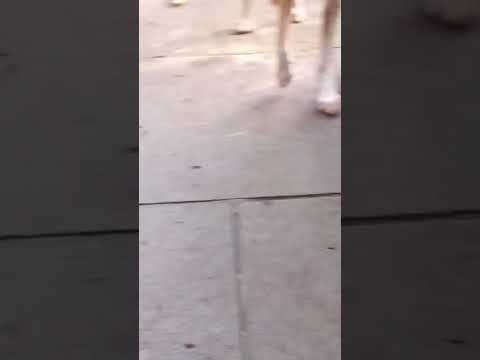 Cute Dog Funny Video Part 20 #shorts #trending #amazing #funny #dog