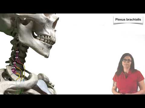Brachial Plexus Basics www.clipdocs.de