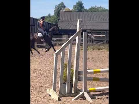 Dessie 6 year old 15.2 gelding - Image 2