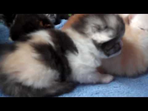 Paz4PlayCattery.com Kalisa