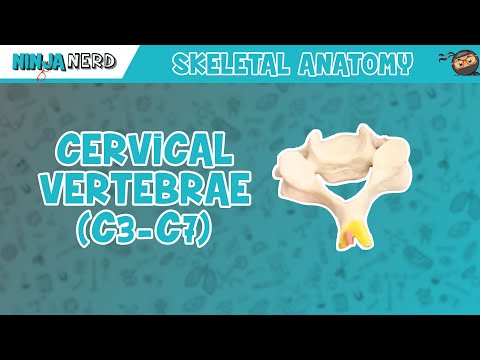 Cervical Vertebrae (C3-C7) Anatomy