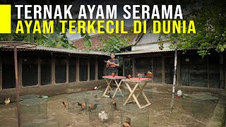 Download lagu Ternak Ayam Terkecil Didunia, Ayam Makin Sombong Harga Makin Mahal mp3