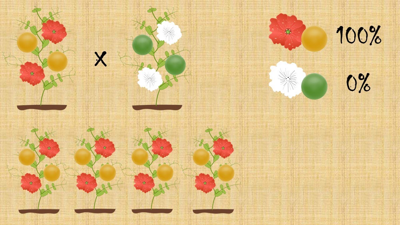 Mini lezione: leggi di Mendel