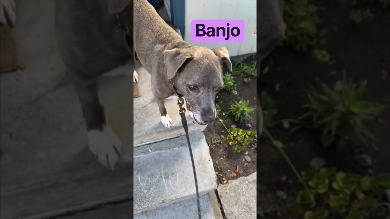 Enlarge Banjo, a Adoptable mixed breed in Burbank, CA video 6/6