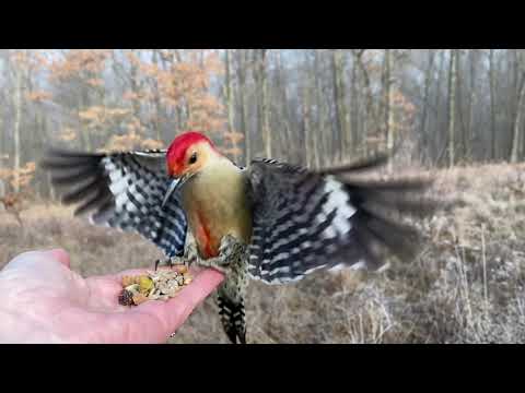 Hand-feeding Birds in Slow Mo - Red-bellied Woodpecker