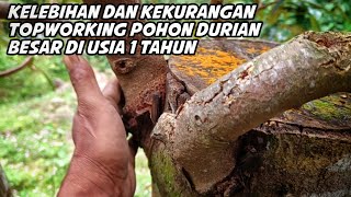 Download lagu Advantages and disadvantages of topworking a large 1 year old durian tree mp3