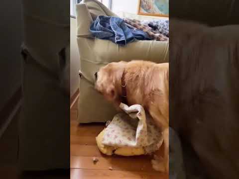 Brave Golden Retriever Saves Newborn Puppies Just Seconds Before Trash Pickup 🐶💛