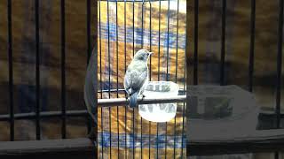 Download lagu KONIN BETINA GACOR❗❗tebakan konin betina mp3 Download lagu KONIN BETINA GACOR❗❗tebakan konin betina mp3