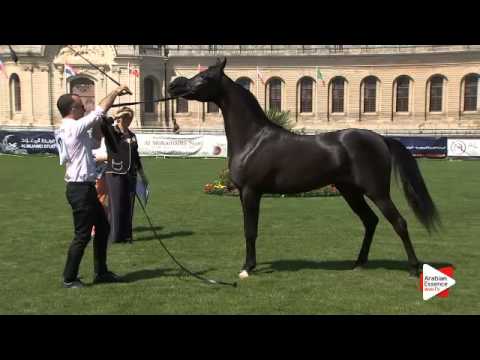 N.17 ZENNYATTA - Chantilly 2015 AWC - Fillies 2 years old (Class 2)