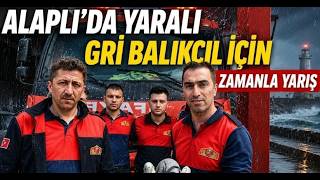 Alaplıda Yaralı Gri Balıkçıl İçin Zamanla Yarış