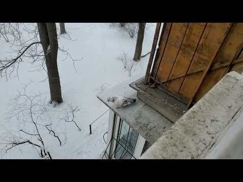 Barking mutant ninja pigeon