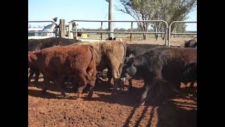 26 Angus x Strs