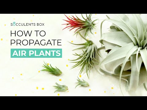 HOW TO MULTIPLY YOUR AIR PLANT COLLECTION FAST & FREE | AIR PLANT PROPAGATION | PROPAGATE AIR PLANT