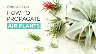 HOW TO MULTIPLY YOUR AIR PLANT COLLECTION FAST & FREE | AIR PLANT PROPAGATION | PROPAGATE AIR PLANT