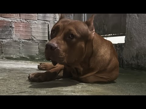 Pitbull monster big nuwan #pitmonsters