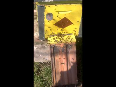 ALBINE LA ZBOR 03 08 2015 ORTISOARA jud timis