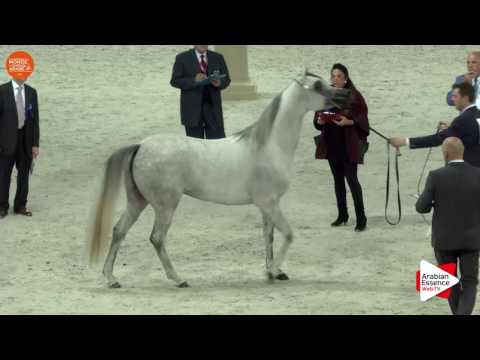 1ST - N.39 BINT HAZY AL KHALEDIAH - Paris 2016 - Fillies 2-3 years old (Class CM2 B)
