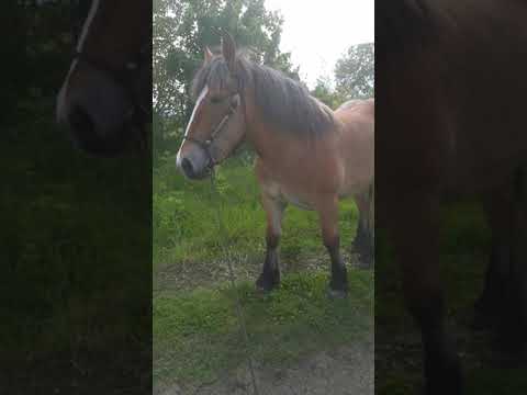 Manza semigreu romanesc  de 1an