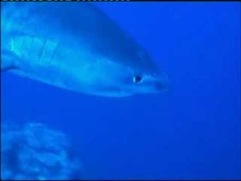 tiger shark - ras mohamed - red sea 2005