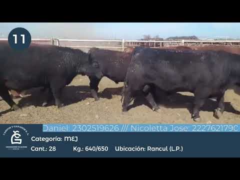 Lote MEJ - UE HILTON  Rancul La Pampa