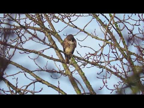 Red tailed hawk pair