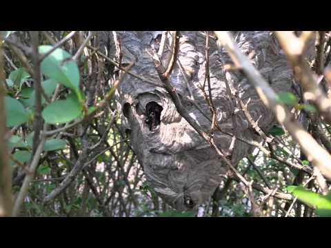 Hornets Nest in the Hedge