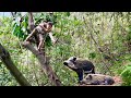 Detect, track, wild boar herds, dig ambush traps, and capture them alive, survival alone