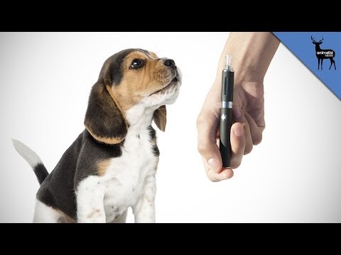 Can Vaping Kill Your Pets?