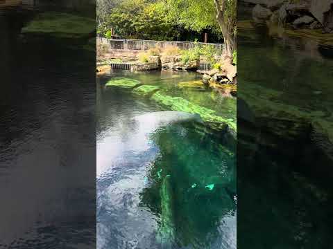 Peixe-boi no SeaWorld #disney