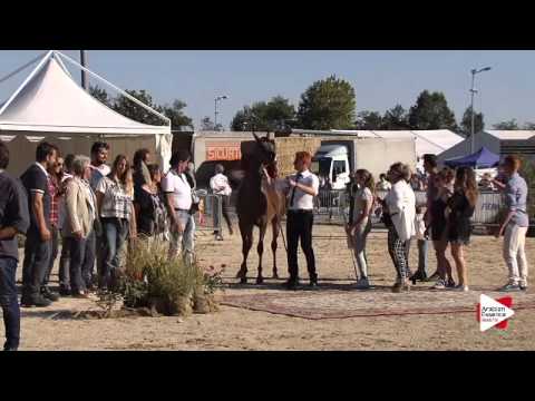 Gold Ch -N.37 AGIANNA MONISCIONE - Bergamo 2015 - Junior Female Championship (Class 16)