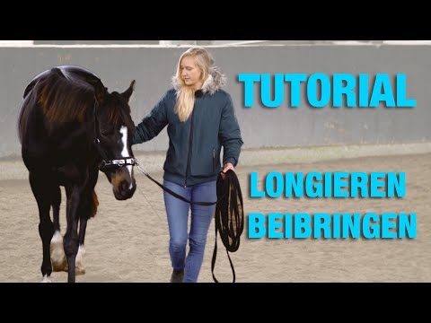 Bodenarbeit Tutorial Pferd Longieren beibringen | Übungen mit Kappzaum