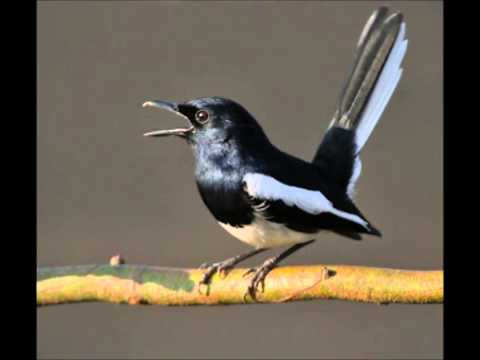 download lagu mp3 mp4 Download Masteran Burung Kacer, download lagu Download Masteran Burung Kacer gratis, unduh video klip Download Masteran Burung Kacer